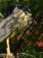 BlackHeron2.jpg