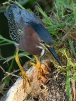 GreenHeron3.jpg
