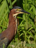 GreenHeron7.jpg