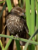 Blackbird.jpg