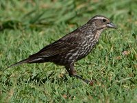 Blackbird4.jpg