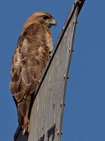 Hawk2.jpg