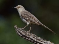 Mockingbird.jpg