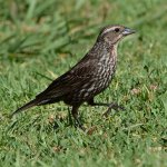 Blackbird5.jpg