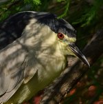 BlackHeron3.jpg