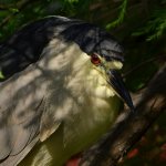 BlackHeron4_2017_06_17.jpg