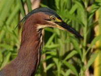 GreenHeron8.jpg