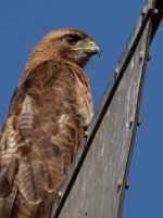 Hawk3.jpg
