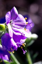 DSC_0110+Garden Flowers and Bugs macro60 -0011.jpg