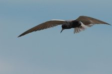 DSC_4239+Jesse Lake Birding D500 -0094.jpg
