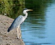 DSC_7593.jpg