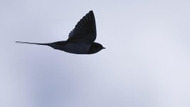 SM b swallow DSC_3998+Jesse Lake Birding D500 -0047.jpg