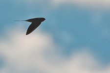 SM B Swallow DSC_3999+Jesse Lake Birding D500 -0048.jpg