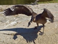 Geese2.jpg