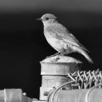 BluebirdBW.jpg