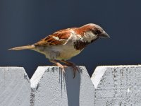 Sparrow.jpg
