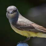 Kingbird.jpg