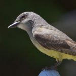Kingbird2.jpg