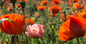 Mantua Poppy Field with Pink Poppie 6-17-2017.jpg