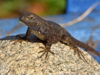 Lizard.jpg