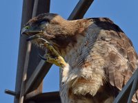 Hawk2.jpg