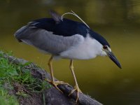 BlackHeron.jpg