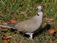 Dove.jpg