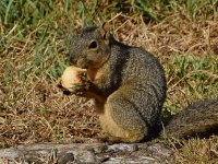 Squirrel.jpg