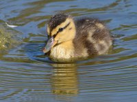 Duckling.jpg