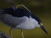 BlackHeron2.jpg