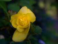 Flower DSC_0960 -1.jpg
