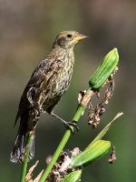 Blackbird.jpg