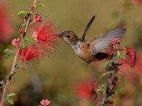 Hummer2.jpg