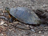 Turtle.jpg