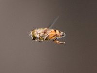 Fly.jpg