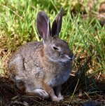 Rabbit.jpg