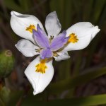 Iris.jpg