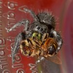 Spider2.jpg
