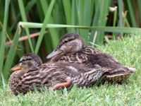Ducklings.jpg
