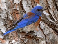 Bluebird.jpg
