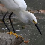 Egret2.jpg