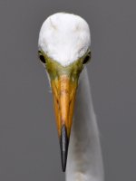 Egret.jpg