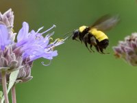 Bee.jpg