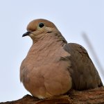 Dove2.jpg
