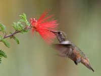 Hummer5.jpg