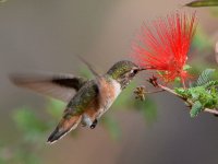 Hummer6.jpg