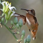 Hummer10.jpg