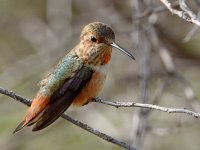 Hummer12.jpg