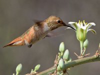 Hummer29.jpg