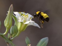 Bee3.jpg